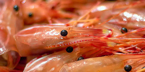 Head On Shrimp