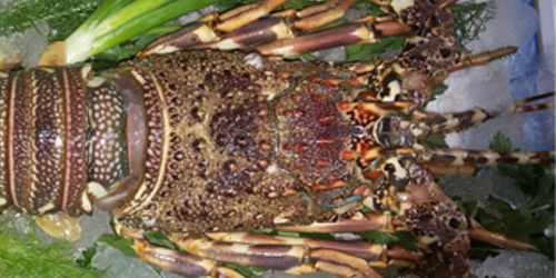 Lobster Whole