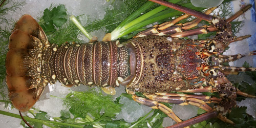 Cooked Lobster
